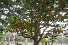 Saraca thaipingensis